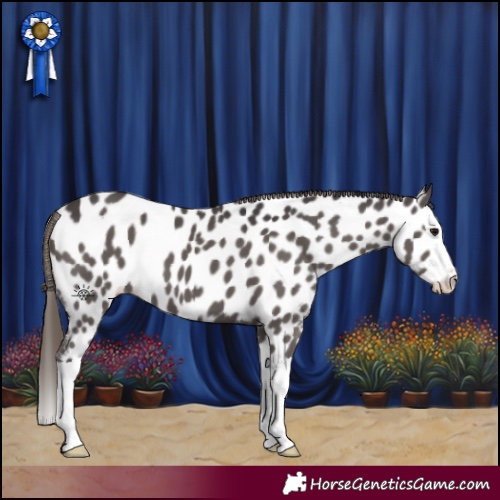 Horse Color:Smoky Black Splash Appaloosa 