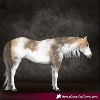 Horse Color:White Spotted Buckskin Frame Rabicano