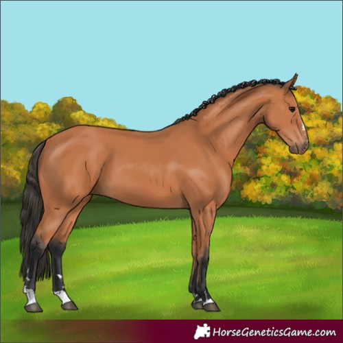 Horse Color:Bay 