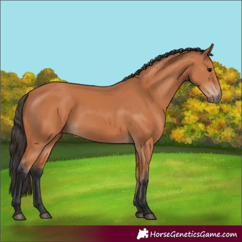 Horse Color:Bay 