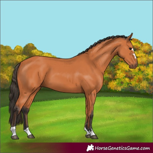 Horse Color:Bay 