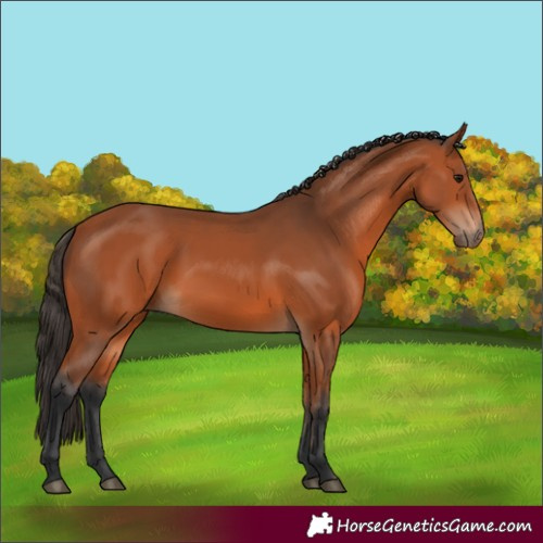 Horse Color:Bay 