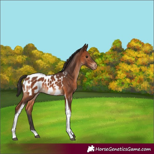 Horse Color:Bay Tobiano Appaloosa Rabicano 