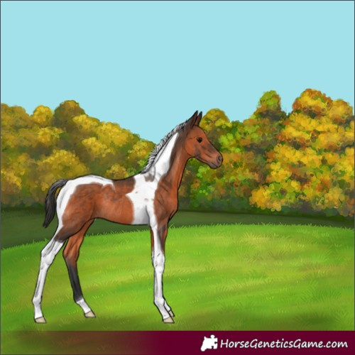 Horse Color:Brown Tobiano Rabicano 
