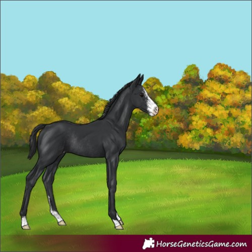 Horse Color:Black Sabino Appaloosa Rabicano 