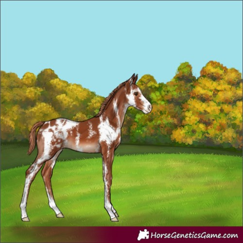 Horse Color:Chestnut Sabino Appaloosa 