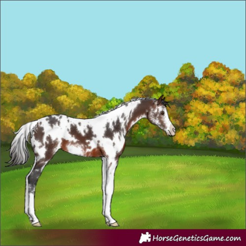 Horse Color:White Spotted Brown Sabino