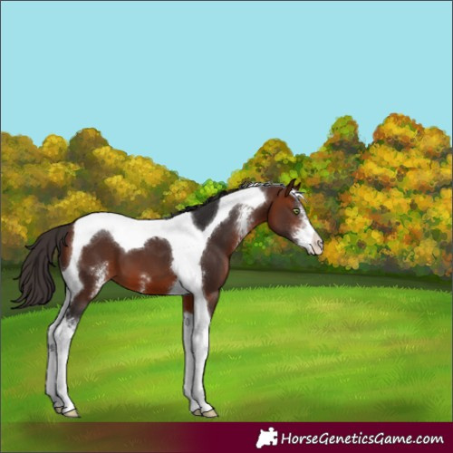 Horse Color:Bay Sabino Tobiano 