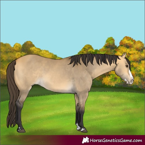 Horse Color:Buckskin Dun Splash 