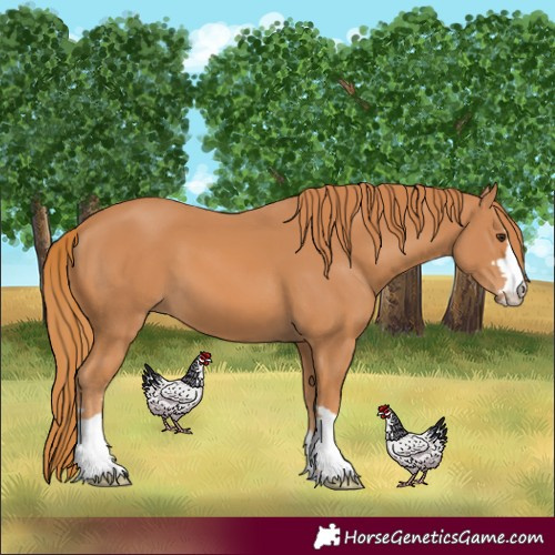 Horse Color:Chestnut 