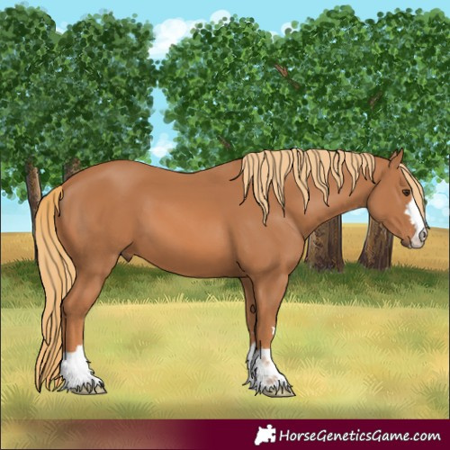 Horse Color:Chestnut 