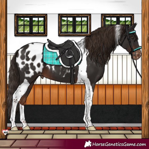 Horse Color:Liver Chestnut Tobiano Blanket 