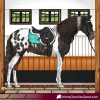 Horse Color:Liver Chestnut Tobiano Blanket 