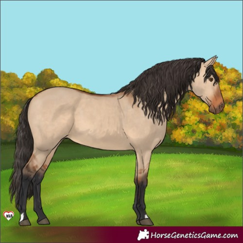 Horse Color:Bay Dun
