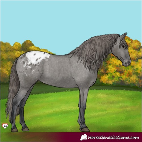 Horse Color:Grullo Blanket Rabicano
