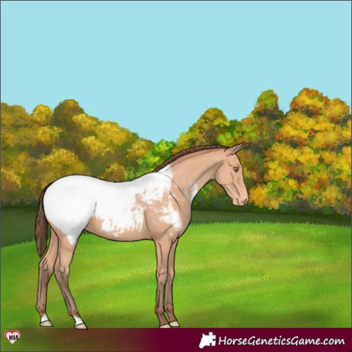 Horse Color:Amber Champagne Appaloosa 