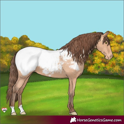Horse Color:Amber Champagne Appaloosa 