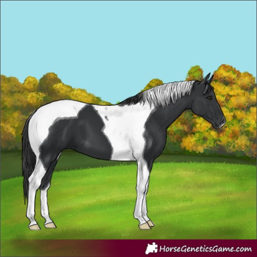 Horse Color:Black Tobiano 