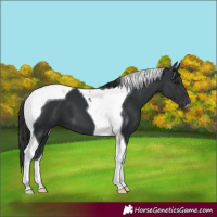 Horse Color:Black Tobiano