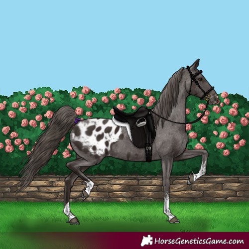 Horse Color:Liver Chestnut Sabino Tobiano Appaloosa 