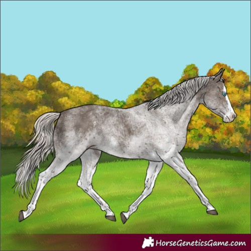 Horse Color:White Spotted Silver Black Splash Rabicano