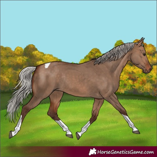 Horse Color:Silver Bay Dun Tobiano Rabicano