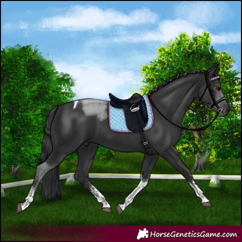 Horse Color:Black Sabino Tobiano