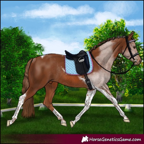 Horse Color:Chestnut Tobiano Rabicano 