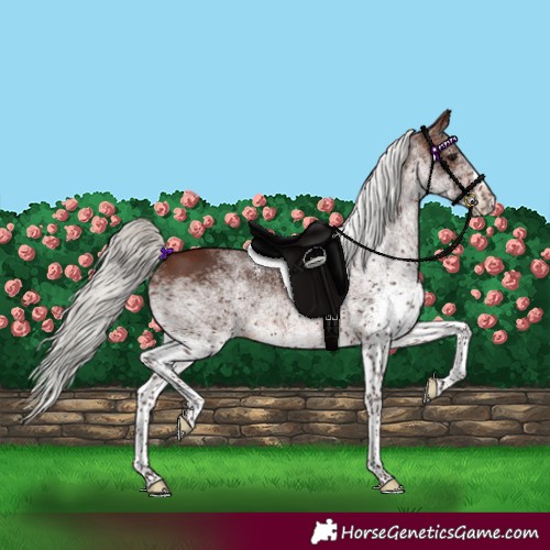 Horse Color:White Spotted Silver Brown Splash 