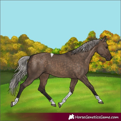 Horse Color:Silver Brown Dun Tobiano 