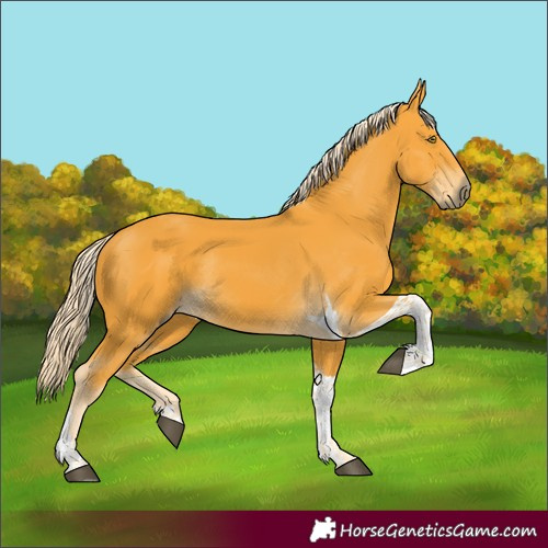 Horse Color:Palomino Tobiano Rabicano 