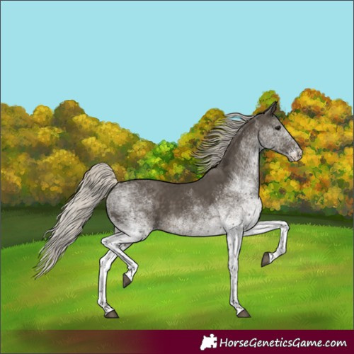Horse Color:White Spotted Silver Smoky Black Rabicano 