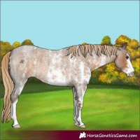 Horse Color:Chocolate Palomino Roan Sabino 