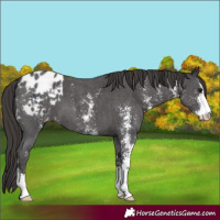 Horse Color:Smoky Black Sabino Appaloosa 