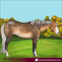 Horse Color:Silver Buckskin Sabino Rabicano 