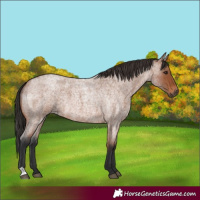 Horse Color:Bay Roan 