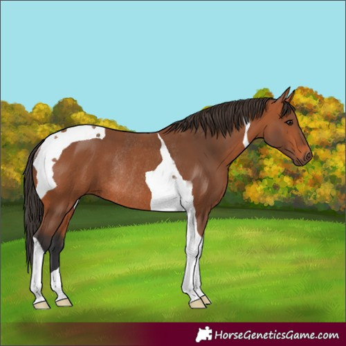 Horse Color:Bay Tobiano Rabicano 