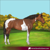 Horse Color:Bay Tobiano Rabicano 