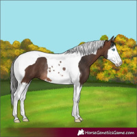 Horse Color:Brown Splash Tobiano Rabicano