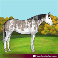 Horse Color:Brown Dun Sabino Splash 
