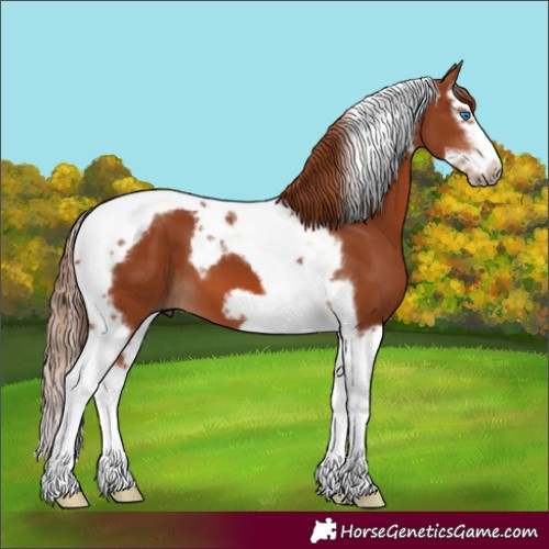 Horse Color:Chestnut Splash Tobiano Frame 