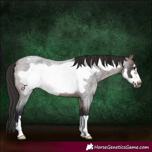 Horse Color:Brown Roan Frame Rabicano