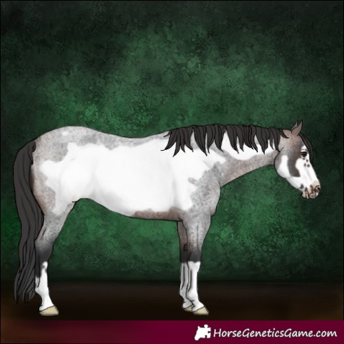 Horse Color:Brown Roan Frame Rabicano 