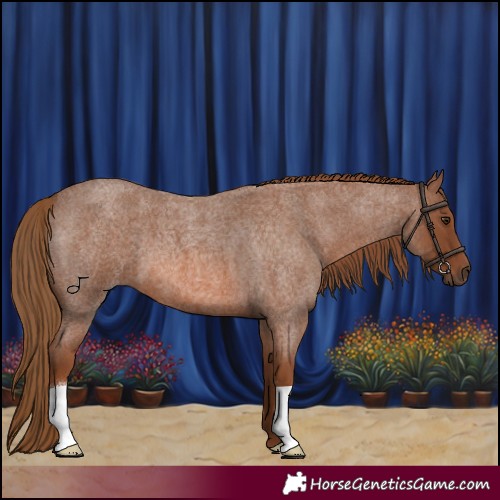 Horse Color:Red Roan 
