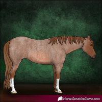 Horse Color:Red Roan 