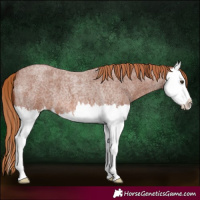 Horse Color:Red Roan Splash 