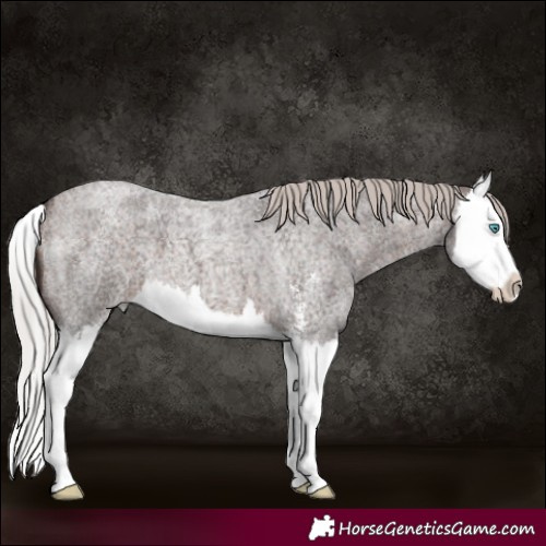 Horse Color:Silver Brown Roan Sabino Splash 