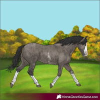 Horse Color:Grullo Sabino Splash  and Grullo Sabino Splash Rabicano 