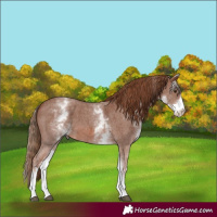 Horse Color:White Spotted Chestnut Sabino