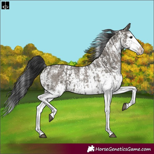 Horse Color:Grullo Sabino Splash  and Grullo Sabino Splash 